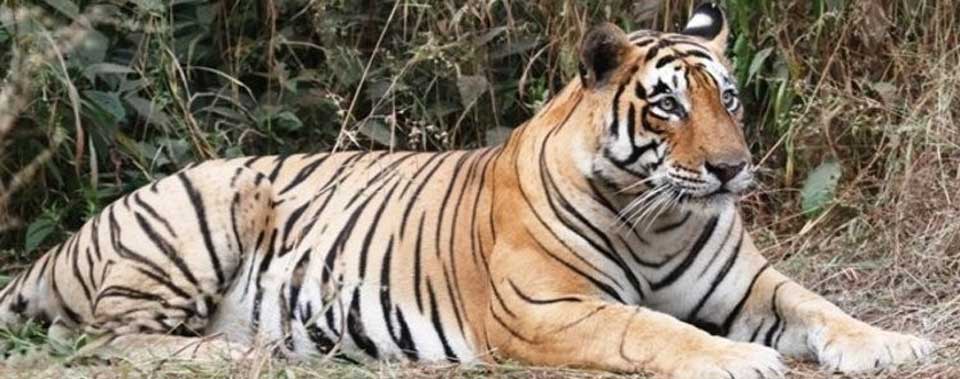 tiger-t-28-ranthambore